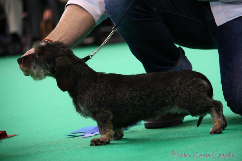 Crufts2011_2 1262.jpg